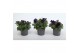 Petunia alpe tunia purple 