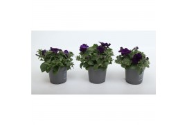 Petunia alpe tunia purple
