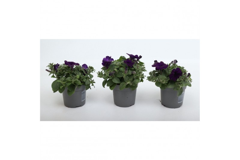 Petunia alpe tunia purple 