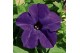Petunia alpe tunia purple 