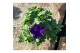 Petunia alpe tunia purple 
