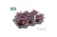 Gasteraloe aveo Make Upz Pink 