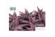 Gasteraloe aveo Make Upz Pink 