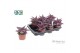 Gasteraloe aveo Make Upz Pink 
