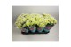 Chrysanthemum ind. anasai white 