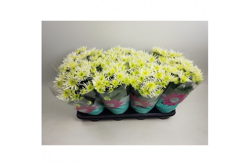 Chrysanthemum ind. anasai white 