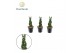 Sansevieria cylindrica Sansevieria cylindrica Twist P6 