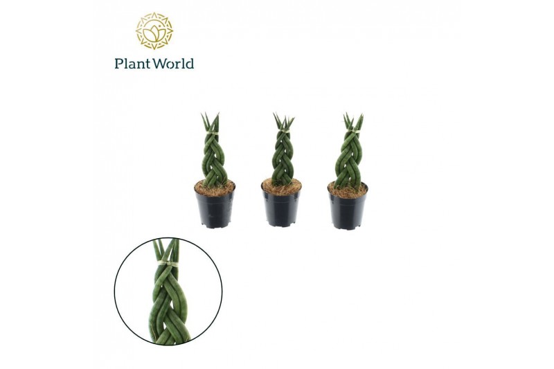 Sansevieria cylindrica Sansevieria cylindrica Twist P6 Sansevieria cylindrica Sansevieria cylindrica Twist P6