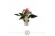 Anthurium andr. zizou 3 bl. 