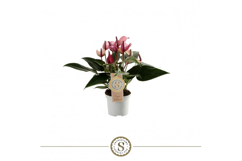 Anthurium andr. zizou 3 bl. 