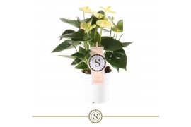 Anthurium andr. yellow champion vanilla 3 bl.