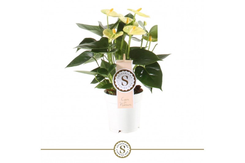 Anthurium andr. yellow champion vanilla 3 bl. Anthurium andr. yellow champion vanilla 3 bl.