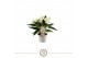 Anthurium andr. white champion 2 bl. 
