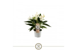 Anthurium andr. white champion 2 bl.