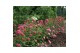 Hydrangea arbo. pink annabelle 