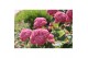 Hydrangea arbo. pink annabelle 