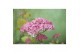 Hydrangea arbo. pink annabelle 