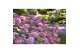 Hydrangea arbo. pink annabelle 