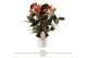 Anthurium andr. rainbow champion 6+ 