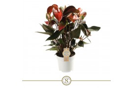 Anthurium andr. rainbow champion 6+
