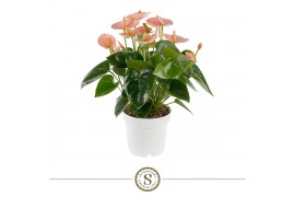 Anthurium andr. spirit 5+