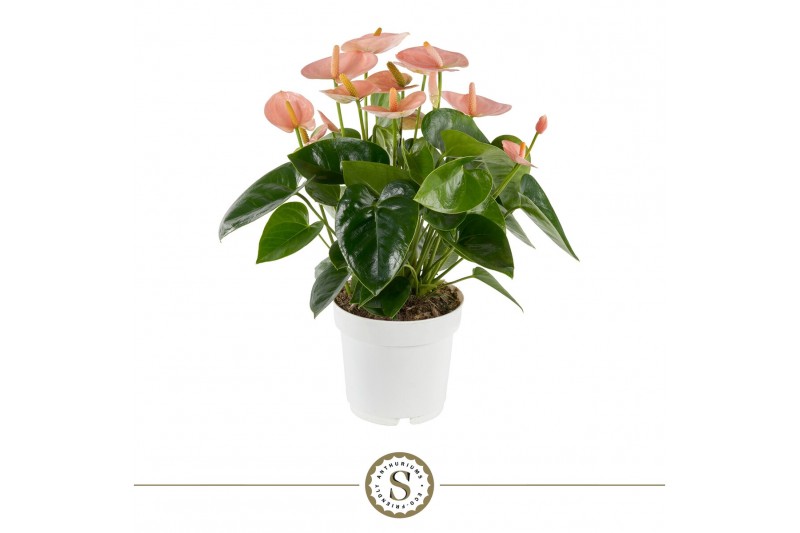 Anthurium andr. spirit 5+ 