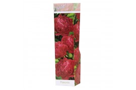Paeonia mix Paeonia dubbel rood
