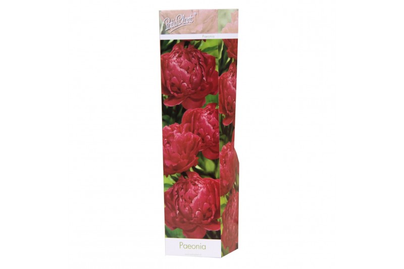 Paeonia mix Paeonia dubbel rood 