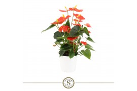Anthurium andr. orange champion
