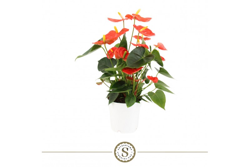 Anthurium andr. orange champion 