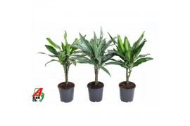 Dracaena mix stam