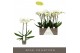 Phalaenopsis wit Maistro White - 2 tak, 18+ bloem - 60cm 
