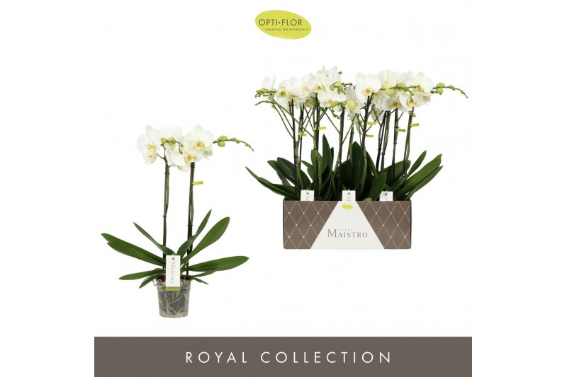 Phalaenopsis wit Maistro White - 2 tak, 18+ bloem - 60cm 