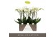 Phalaenopsis wit Maistro White - 2 tak, 18+ bloem - 60cm 