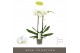 Phalaenopsis wit Maistro White - 2 tak, 18+ bloem - 60cm 