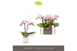 Phalaenopsis multiflora 2 tak alice optifriend in white lazio