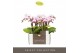 Phalaenopsis multiflora 2 tak alice optifriend in white lazio 