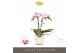 Phalaenopsis multiflora 2 tak alice optifriend in white lazio 