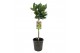Laurus nobilis stam 