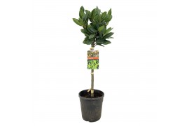 Laurus nobilis stam