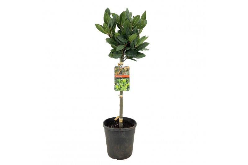 Laurus nobilis stam 