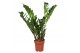 Zamioculcas zamiifolia Zamioculcas 8+ veren 8 tak/plnt 