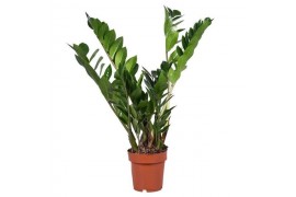 Zamioculcas zamiifolia Zamioculcas 8+ veren 8 tak/plnt