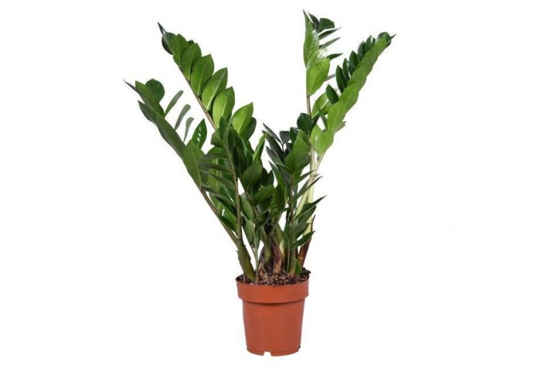 Zamioculcas zamiifolia Zamioculcas 8+ veren 8 tak/plnt 
