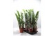 Zamioculcas zamiifolia Zamioculcas 8+ veren 8 tak/plnt 