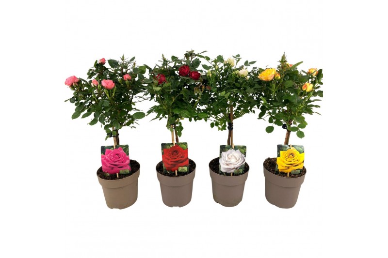 Rosa mix kar stamroos 