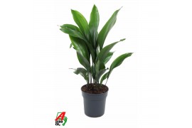 Aspidistra elatior 17pp