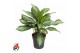 Aglaonema silver bay 