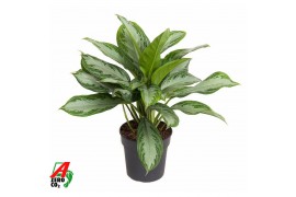 Aglaonema silver bay