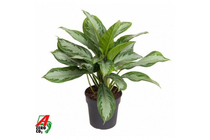 Aglaonema silver bay 